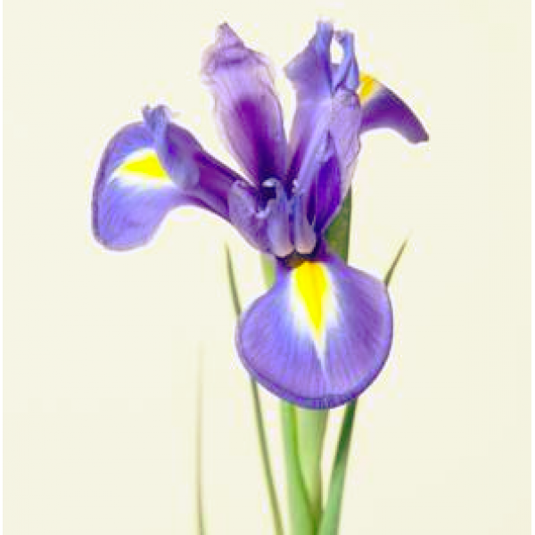 Iris Blue Magic